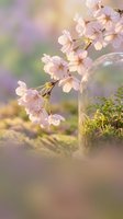 Delicate pink cherry blossoms in glass vase with soft bokeh background creating dreamy spring atmosphere for romantic decor and seasonal celebrations.
