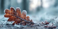 Frost-covered brown oak leaf on forest floor during winter morning, showcasing delicate ice crystals and natural seasonal transition.