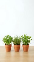 Fresh herb garden with basil, thyme and mint plants in terracotta pots on wooden surface for cooking and kitchen gardening.