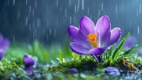 Purple crocus flower blooming in rain with water droplets on petals, growing from moss against blurred green background.