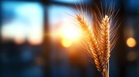 Golden wheat ears against blurred sunset background with bokeh lights, dramatic agricultural scene showcasing ripe cereal crop in warm evening light.