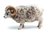 Side view of male ram with curved horns and thick wool coat standing on white background, isolated farm animal for agricultural and design projects.