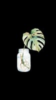 Watercolor monstera cutting in a glass jar with roots, isolated on transparent background. Great for stickers, t-shirt design, print on demand, and sublimation.