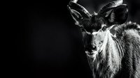 Majestic ram with curved horns in dramatic black and white portrait against dark background for wildlife photography and nature art projects.
