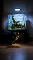 Black cat with yellow eyes crouching beside illuminated aquarium tank containing moss-covered driftwood, small fish, and gravel substrate, equipped with blue LED light fixture overhead, wooden floor setting.