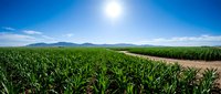 Vast green corn field stretching to distant mountains under bright blue sky with sun, agricultural landscape showing healthy crop rows and farming pathway.