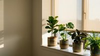 Houseplants on sunny windowsill in modern home interior with natural light streaming through window creating peaceful indoor garden atmosphere.