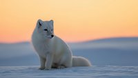 Arctic fox sitting on snow during golden hour sunset with warm orange sky and mountain silhouettes in background creating serene winter wildlife scene.