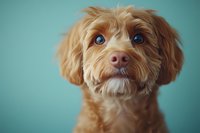 Adorable goldendoodle puppy with expressive blue eyes and fluffy golden-brown fur gazing directly at camera against turquoise background, close-up portrait.
