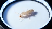 Termite insect specimen isolated on white background, suitable for educational materials, pest control documentation, entomology research, and design projects.