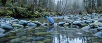 Hiker exploring pristine mountain stream with moss-covered rocks in misty forest wilderness during outdoor adventure trek.