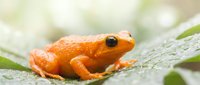 Small bright orange frog sitting on wet green leaf with water droplets in natural rainforest environment for wildlife and nature photography projects.