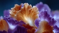 Vibrant orange and purple oyster mushrooms in macro photography against dark background showcase delicate gills and textures, creating dramatic natural patterns.