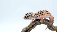 Spotted leopard gecko with yellow and brown patterned skin perched on a gnarled branch against white background, suitable for wildlife and reptile design projects.