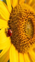 Red ladybug crawling on bright yellow sunflower petals with brown seed head in soft focus background. Macro nature photography suitable for gardening, wildlife, and seasonal content.