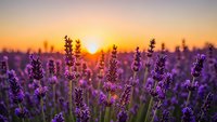 Purple lavender flowers blooming in field during golden sunset with warm orange sky creating peaceful countryside atmosphere for relaxation and aromatherapy.