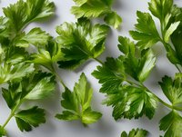 Fresh parsley leaves scattered on white background, bright green herbs with detailed texture and natural veining pattern, isolated for culinary and design projects.