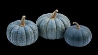 Three blue-gray pumpkins isolated on transparent background, ready for fall clipart, stickers, t-shirt design, sublimation, and print on demand projects.