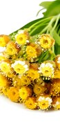 Macro shot of yellow helichrysum or strawflower blossoms in bright sunlight showing detailed stamen and petals against green stems and white background.