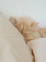 Peaceful cream colored cat sleeping on white bedding, soft focus portrait showing only face and ears in gentle morning light creating cozy atmosphere.