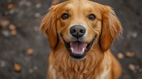 Happy golden retriever dog with bright blue eyes and friendly smile looking at camera against blurred background, close-up portrait of purebred canine.