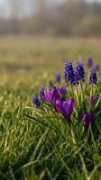 Purple crocuses and grape hyacinths blooming in spring meadow with soft bokeh background for seasonal nature designs and garden concepts.