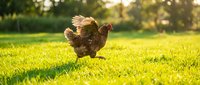 Brown hen walking on green grass in sunny backyard during golden hour sunset light. Farm poultry bird outdoors in natural countryside setting for agriculture concepts.