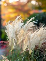 Delicate white pampas grass plumes swaying in soft light against blurred autumn background, creating dreamy natural atmosphere for garden and landscape design.