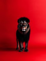 Majestic male lion with dark mane standing confidently on vibrant red background for bold advertising and creative projects.
