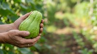 Farmer holding fresh green chayote squash in hand at harvest time, agricultural produce ready for market or cooking use.