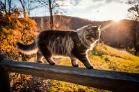 Maine Coon cat walking on wooden fence during autumn sunset with golden foliage and mountains in background.