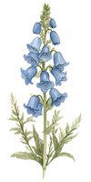Delicate watercolor blue bellflowers with green leaves on white background, botanical art style illustration for wedding stationery and nature designs.