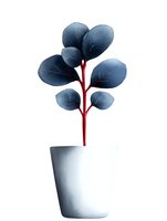 Minimalist houseplant with dark blue round leaves on red stem in white pot, isolated on white background for modern home decor and botanical illustrations.