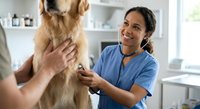 Smiling female veterinarian examining golden retriever dog during checkup at modern veterinary clinic with pet owner present for routine health care visit.