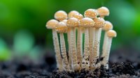 Cluster of small beige mushrooms growing from dark soil against green background, macro nature photography showing delicate fungal details and water droplets.