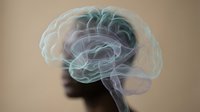Young adult male with medium skin tone, shown in profile silhouette with transparent brain visualization overlay displaying neural pathways and anatomical structure for medical education and neuroscience concepts.