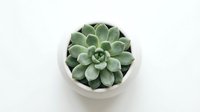 Small green succulent plant in white ceramic pot isolated on white background for home decor and gardening projects.