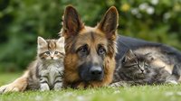 German shepherd dog lying on grass with two adorable tabby kittens in sunny garden setting. Friendship between pets, animal companionship concept.