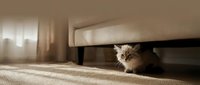 Fluffy long-haired cat with orange and white markings hiding under bed on carpet, peeking out with curious expression in bedroom interior with natural light.
