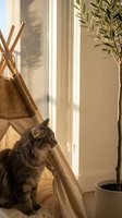 Fluffy tabby cat resting beside a cozy burlap teepee tent near a sunny window with potted plant and natural light for home decor.