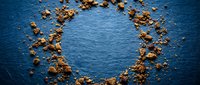 Young adult male with light skin tone, wearing casual attire, arranging golden soil particles in circular pattern on blue textured surface for environmental or sustainability concept design.