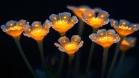 Glowing crystal flowers with orange light emanating from within against dark background create magical garden atmosphere. Decorative art suitable for fantasy designs.