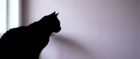 Cat silhouette in profile against soft window light creating dramatic contrast for pet photography and animal themed designs.
