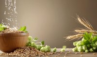 Fresh green hops and golden wheat ears on wooden surface with water splash and brown ceramic bowl, natural brewing ingredients on brown background.