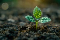 Young green seedling emerging from rich soil with water droplets on leaves, symbolizing growth, renewal, and environmental sustainability.