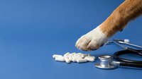 Close-up of animal paw with white pills and stethoscope on blue background, representing veterinary medicine, pet healthcare, and animal treatment for design use.