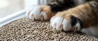 Close-up of cat paws with extended claws on textured scratching post surface, perfect for pet care and feline behavior content.