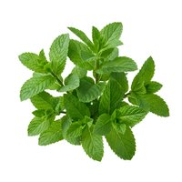 Fresh mint leaves bunch isolated on white background, ready for culinary, beverage, and design applications.