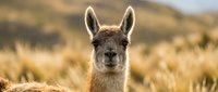 Young llama portrait in golden grassland with soft bokeh background during warm sunset light for wildlife and nature photography projects.