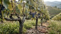 Grapevines with ripe dark fruit clusters hanging from wooden trellises in a sprawling vineyard landscape, suitable for wine industry marketing and agricultural content.
